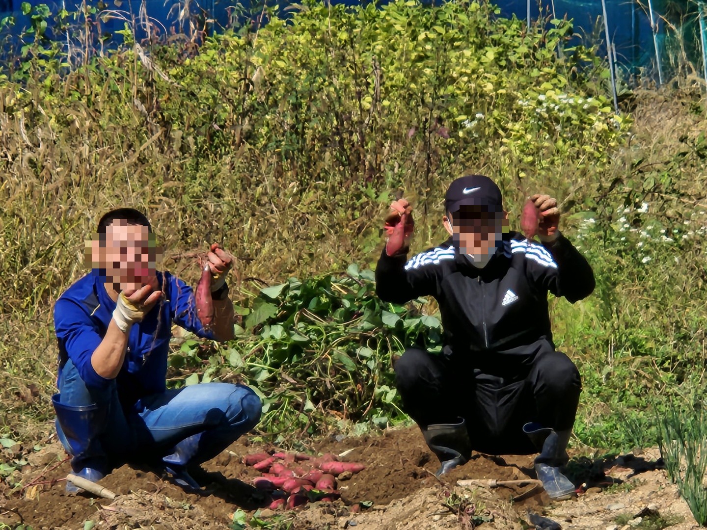 2022년 두걸음농장 [고구마 수확 및 파티]